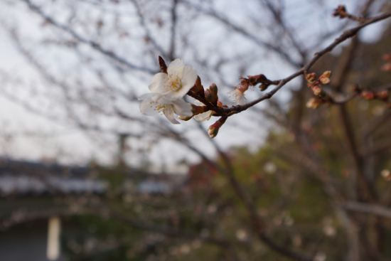 冬に咲いていた桜の花