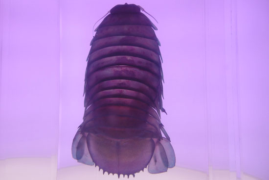 沼津港深海水族館に展示されているダイオウグソクムシの標本