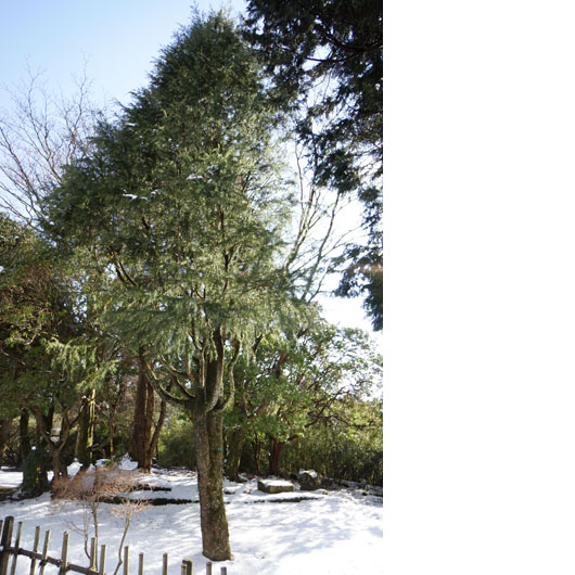 雪の中のヒマラヤ杉