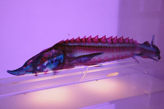 沼津港深海水族館に展示されているベステルチョウザメの標本