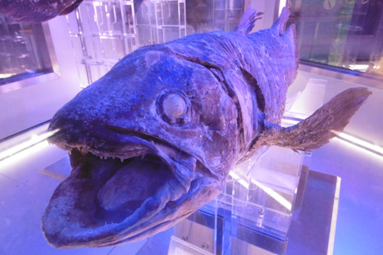 沼津港深海水族館に展示されているシーラカンスの冷凍標本