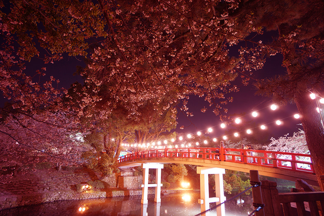 岡崎公園の龍城堀にかかる赤い神橋と夜桜