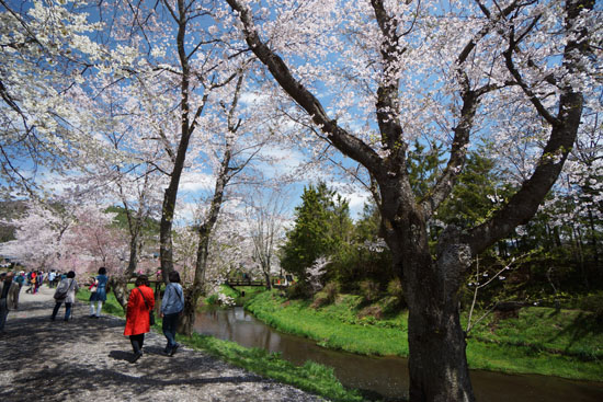 忍野の川沿いにある桜並木
