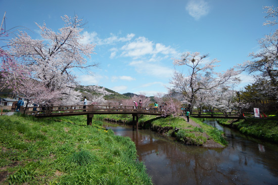 忍野の川沿いにある桜並木と橋