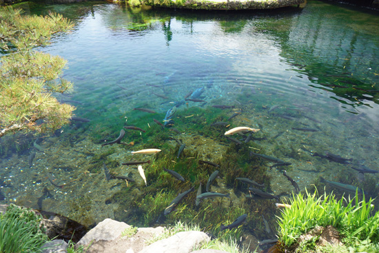 中池の青い水と鱒
