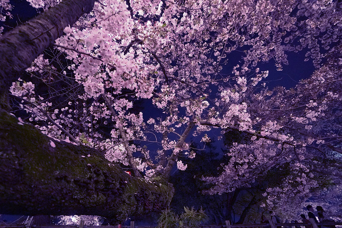 岡崎公園の夜桜の画像