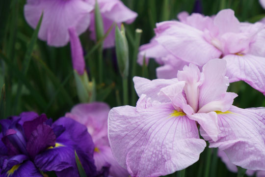 東公園の菖蒲：華紫