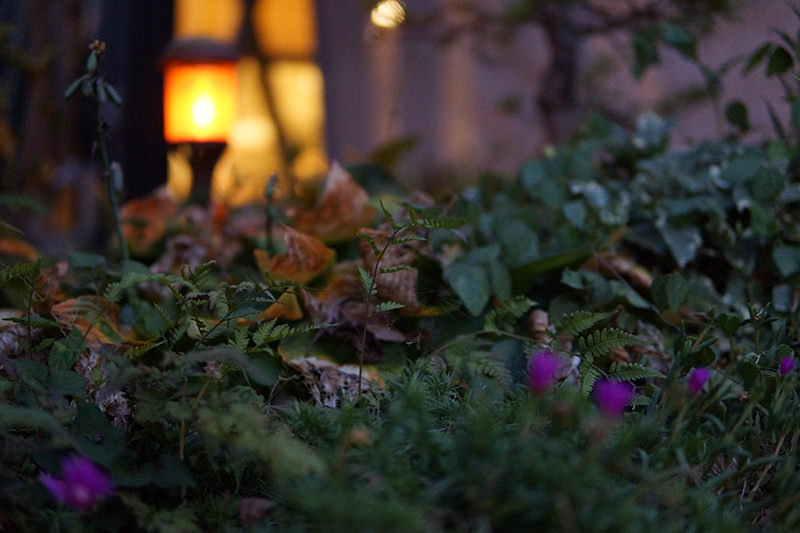 夕暮れの裏庭の写真