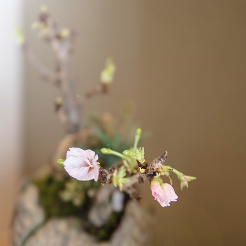 桜の盆栽の写真